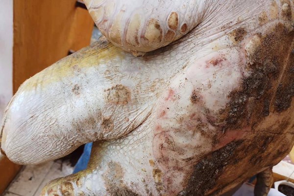 Quảng Nam: Liên tiếp xuất hiện cá heo, rùa xanh quý hiếm bị thương nặng dạt vào bờ biển Hội An - Anh 1