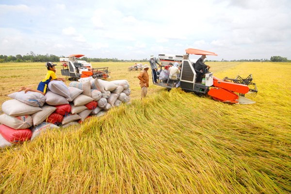 Sẽ xây dựng Bảo tàng Nông nghiệp vùng Đồng bằng sông Cửu Long - Anh 1