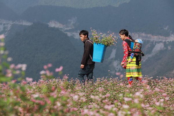Lễ hội hoa tam giác mạch: Sắc hồng cao nguyên đá - Anh 2