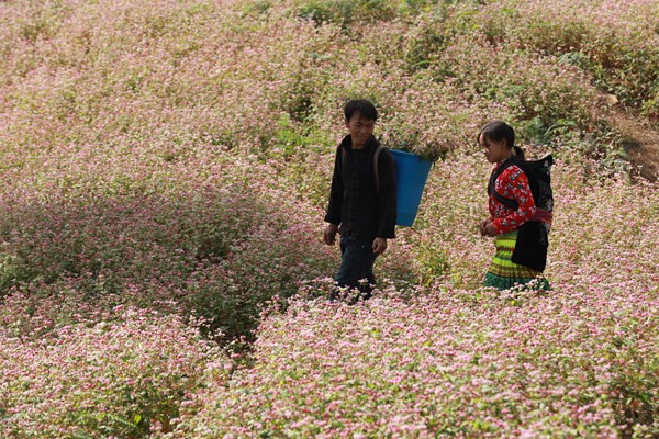 Lễ hội hoa tam giác mạch: Sắc hồng cao nguyên đá - Anh 6