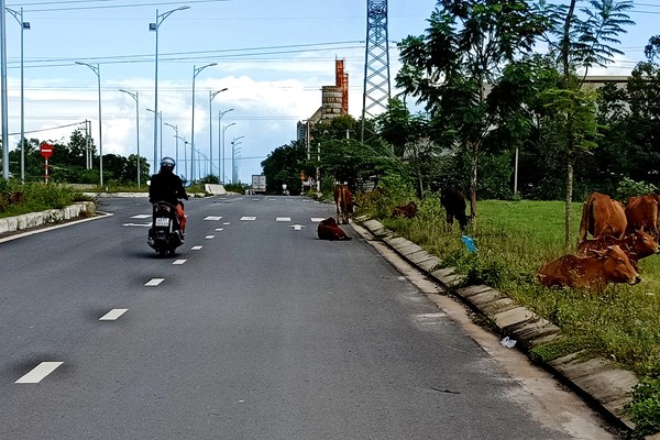 Trâu bò thả rông nhiều nơi ở Đà Nẵng: Nhiều phường... 