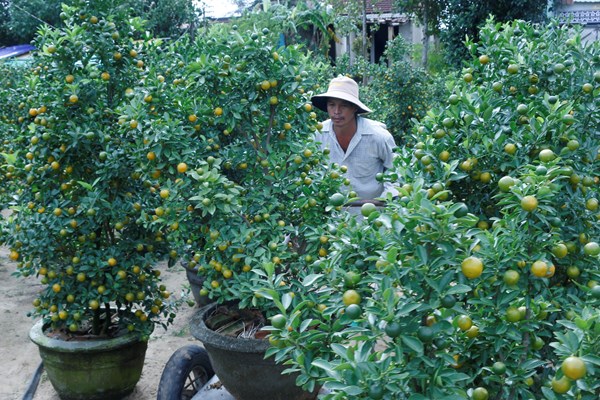 “Thủ phủ” quật cảnh miền Trung vào vụ Tết - Anh 1