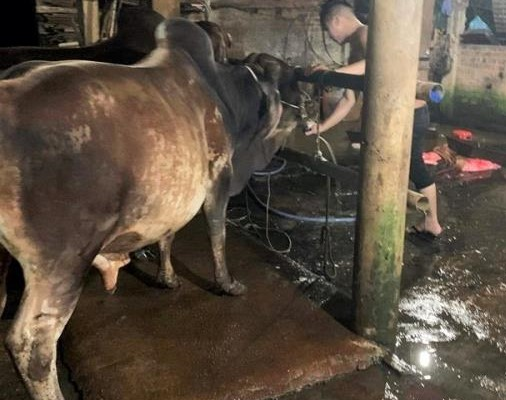 Phát hiện nhiều lò mổ bơm nước vào bò để tăng trọng trước khi giết mổ - Anh 1