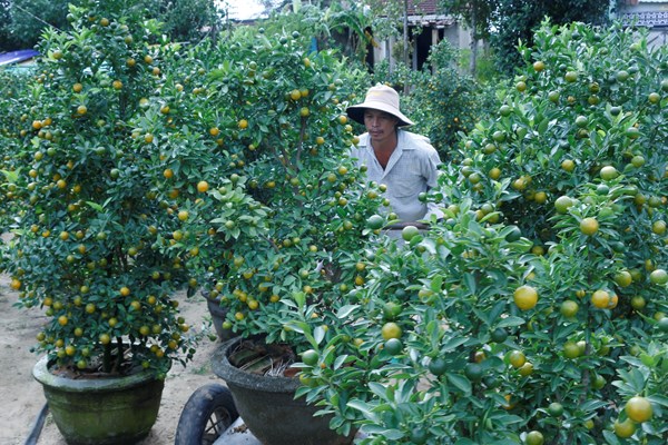 Ngày hội quật cảnh Cẩm Hà (Hội An) lần thứ V-năm 2020: RỘN RÀNG SẮC XUÂN - Anh 3