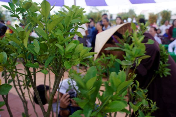 Ngày hội quật cảnh Cẩm Hà (Hội An) lần thứ V-năm 2020: RỘN RÀNG SẮC XUÂN - Anh 2