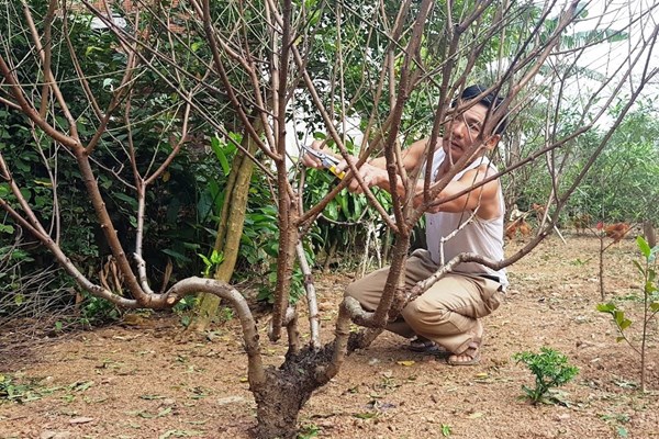 “Thủ phủ” trồng đào Hà Tĩnh tất bật chờ ngày Tết bung hoa… - Anh 1