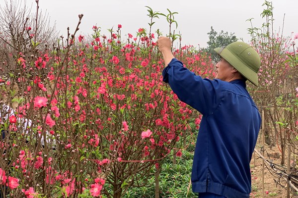Nhật Tân Đào bung sắc, không khí Tết cận kề - Anh 3