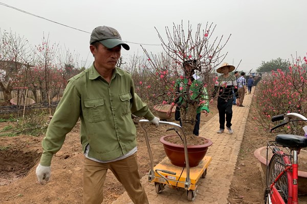 Nhật Tân Đào bung sắc, không khí Tết cận kề - Anh 7