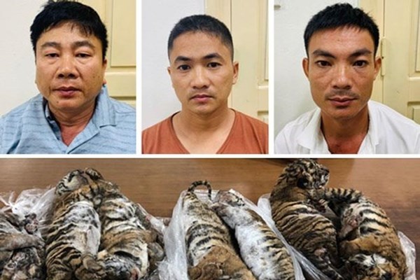 Án phạt 6 năm tù giam cho “ông trùm” buôn bán hổ xuyên quốc gia - Anh 1