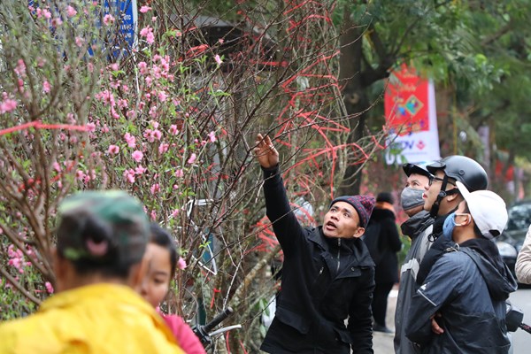 Người dân Thủ đô hối hả sắm đào, quất chơi Tết - Anh 5
