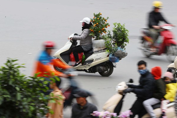 Người dân Thủ đô hối hả sắm đào, quất chơi Tết - Anh 6