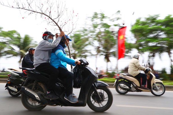 Người dân Thủ đô hối hả sắm đào, quất chơi Tết - Anh 7