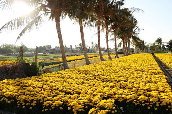 Rộn ràng làng hoa Mỹ Bình những ngày cận Tết - Anh 1