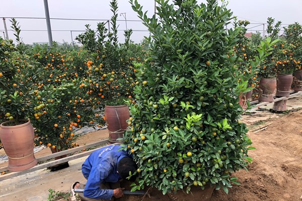 Chuyện đời dưới mỗi gốc quất - Anh 3