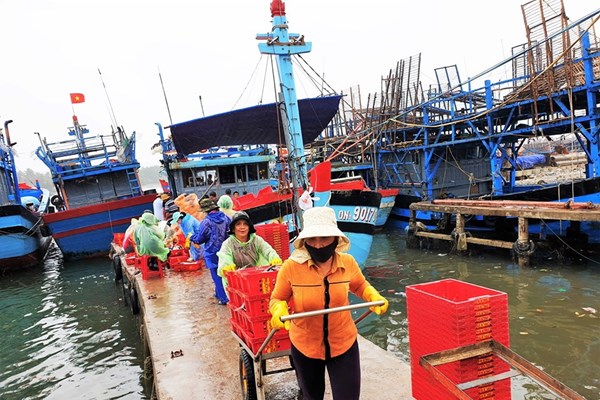 Ngư dân Quảng Nam đón “lộc biển” đầu năm từ Hoàng Sa - Anh 1