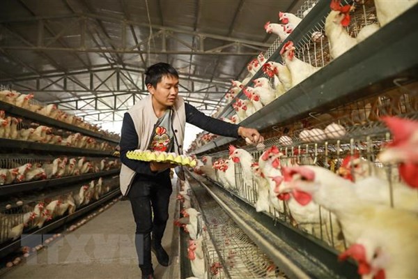 Trung Quốc xác nhận ổ dịch cúm gia cầm H5N6 đầu tiên ở Tứ Xuyên - Anh 1