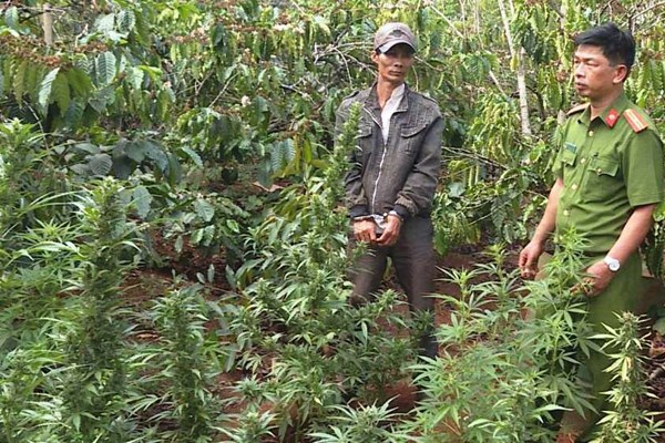 Tạm giữ người đàn ông trồng hơn 1.000 cây cần sa - Anh 1