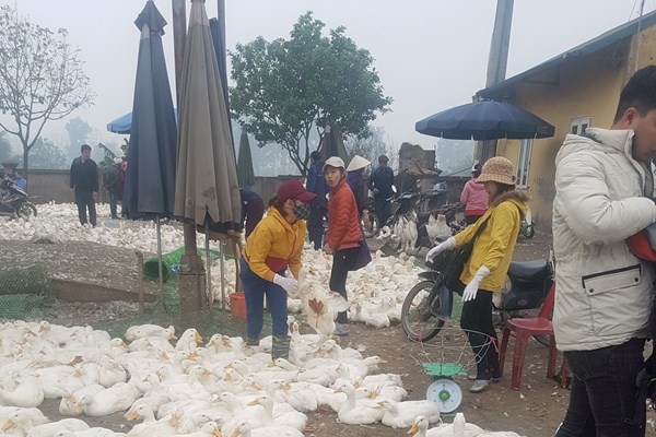 Tăng cường phòng chống, kiểm soát và không để bùng phát dịch cúm gia cầm - Anh 3