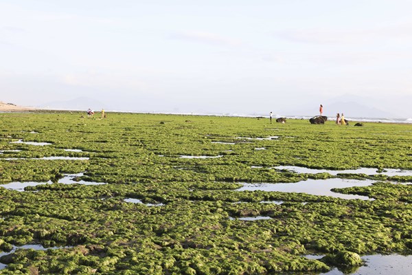 Mê mẩn với “cánh đồng” rong biển ở Ninh Thuận - Anh 2