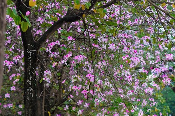"Áo dài - di sản văn hóa Việt Nam" - ảnh 3