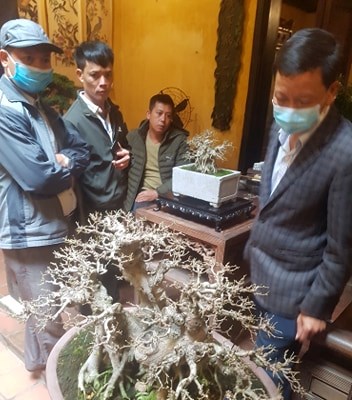 Trưng bày nghệ thuật bonsai phố cổ - Anh 3