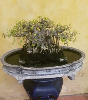 Trưng bày nghệ thuật bonsai phố cổ - Anh 1