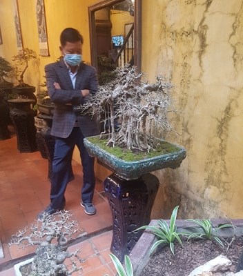 Trưng bày nghệ thuật bonsai phố cổ - Anh 2