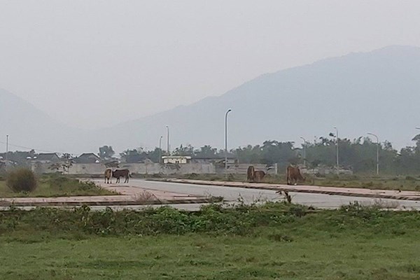 Xây dựng khu dân cư đô thị 130 tỉ đồng ở Hà Tĩnh: Để làm nơi chăn bò, xả rác... - Anh 1