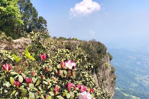 Hoa đỗ quyên trên đỉnh Pha Luông - Anh 1