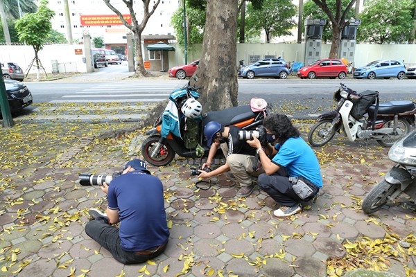 Hà Nội: Mùa lá rụng nhuộm vàng nhiều tuyến phố - Anh 3