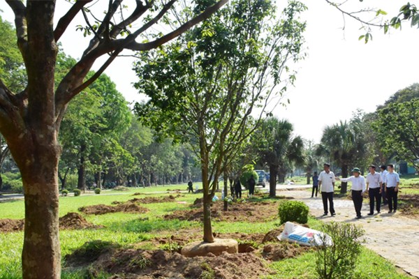 Trồng 2 tuyến đường hoàng mai ở Kinh thành Huế - Anh 1