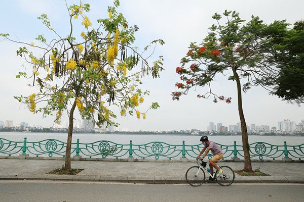 Hà Nội: Hoa muồng hoàng yến “nhuộm vàng” Hồ Tây - Anh 3