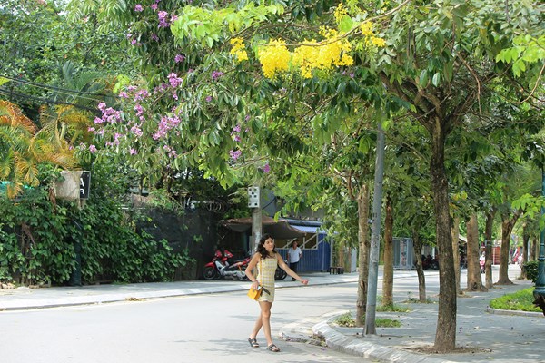 Hà Nội: Hoa muồng hoàng yến “nhuộm vàng” Hồ Tây - Anh 7