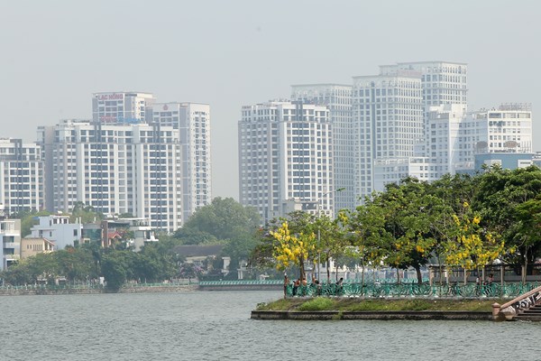 Hà Nội: Hoa muồng hoàng yến “nhuộm vàng” Hồ Tây - Anh 9
