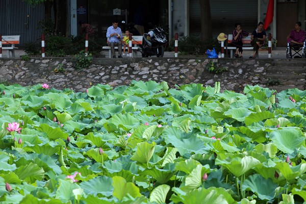 Hà Nội: Thơm ngát mùa hoa sen xuống phố - Anh 11