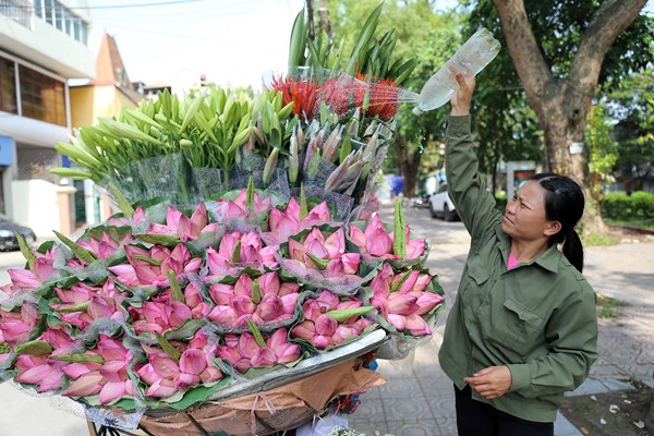 Hà Nội: Thơm ngát mùa hoa sen xuống phố - Anh 2