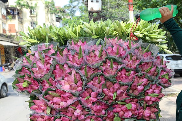 Hà Nội: Thơm ngát mùa hoa sen xuống phố - Anh 3