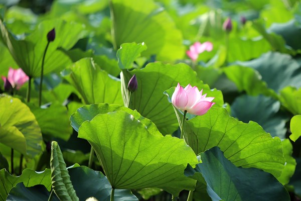 Hà Nội: Thơm ngát mùa hoa sen xuống phố - Anh 5