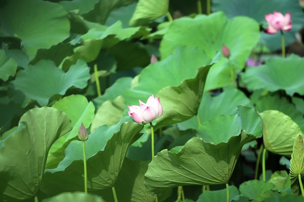Hà Nội: Thơm ngát mùa hoa sen xuống phố - Anh 7