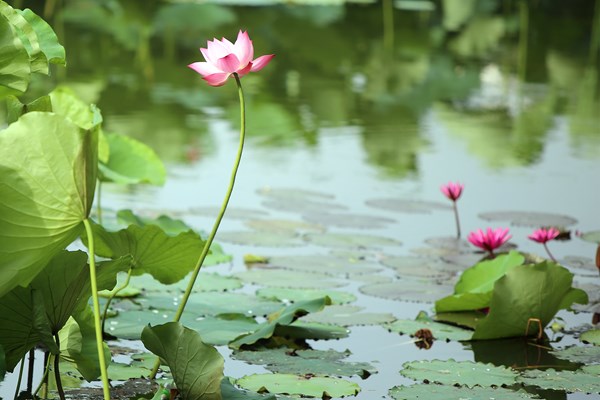Hà Nội: Thơm ngát mùa hoa sen xuống phố - Anh 8