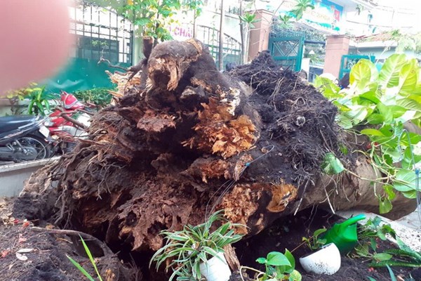 Vụ cây bật gốc tại trường THCS Bạch Đằng làm một học sinh tử vong: Thiếu vắng “Quy trình an toàn trường học” - Anh 3