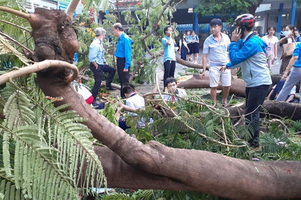 Vụ cây bật gốc tại trường THCS Bạch Đằng làm một học sinh tử vong: Thiếu vắng “Quy trình an toàn trường học” - Anh 4
