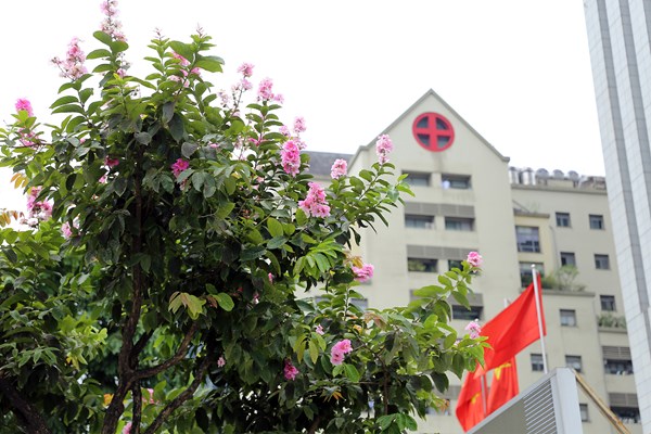 Hà Nội: Ngẩn ngơ trước hoa bằng lăng hồng - Anh 1