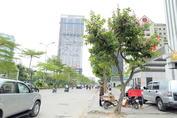 Hà Nội: Ngẩn ngơ trước hoa bằng lăng hồng - Anh 10