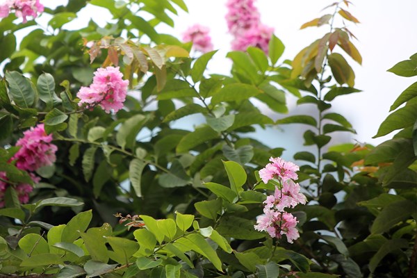 Hà Nội: Ngẩn ngơ trước hoa bằng lăng hồng - Anh 2