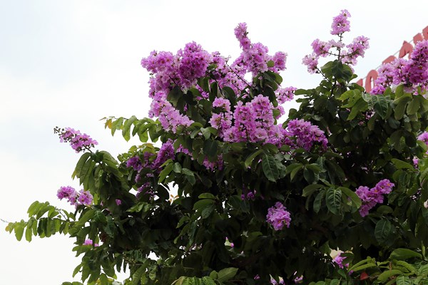 Hà Nội: Ngẩn ngơ trước hoa bằng lăng hồng - Anh 6