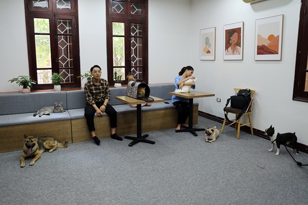 Độc đáo chứng minh thư dành cho thú cưng - Anh 1