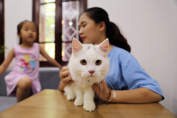 Độc đáo chứng minh thư dành cho thú cưng - Anh 2