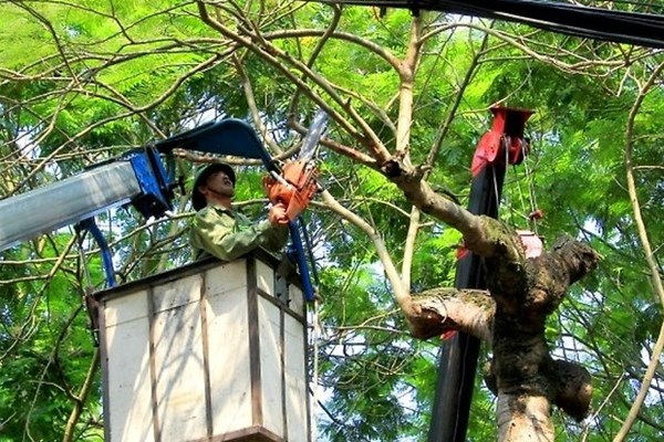 Hải Phòng:​​​​​​​ Kiểm tra, rà soát và xử lý cây xanh nguy hiểm trên địa bàn - Anh 1