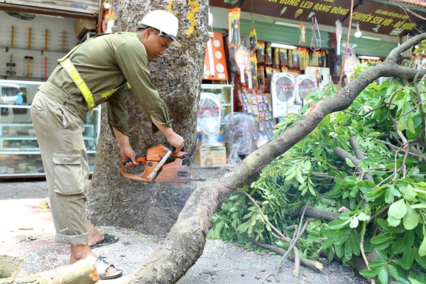 Công nhân đội nắng tỉa cây trước mùa mưa bão - Anh 10